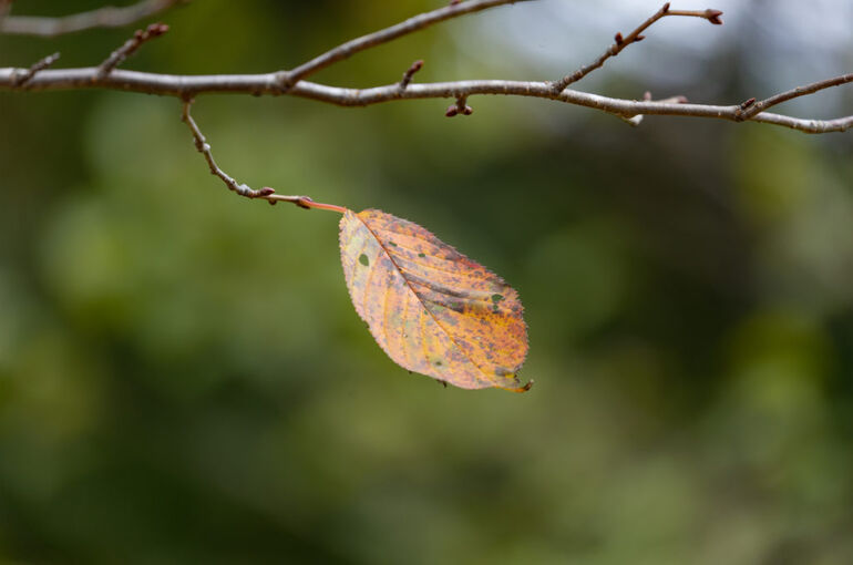 2068_one-sheet_dead-leaves_6198-1024x683
