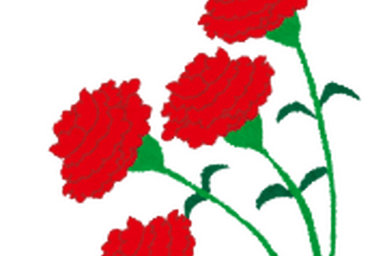 carnation4