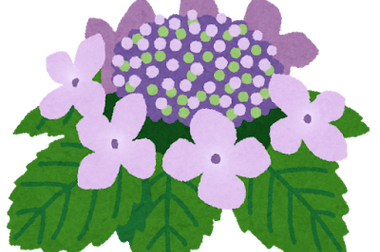 flower_gaku_ajisai